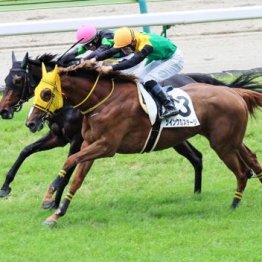【飯島の土曜競馬コラム・中山８Ｒ】
