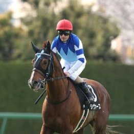 【大谷の土曜競馬コラム・京成杯オータムＨ】