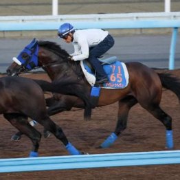 【橘の土曜競馬コラム・京成杯オータムＨ】