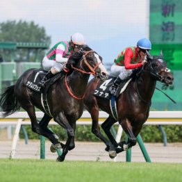 【東京本紙・外山の土曜中山10Ｒ】