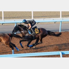 先週、今週と石川を背に追い切った