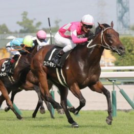 【橘の日曜競馬コラム・セントウルＳ】