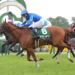 【勝羽の日曜競馬コラム・セントウルＳ】