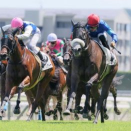 【レスキュー隊の日曜競馬コラム・中山12Ｒ】	