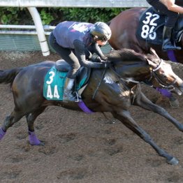 キッコベッロ　牡・友道康夫厩舎