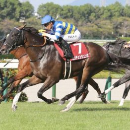 【セントウルＳ】カンチェンジュンガが差し切って重賞２勝目