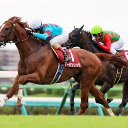 【セントライト記念】春の実績馬と上がり馬が激突