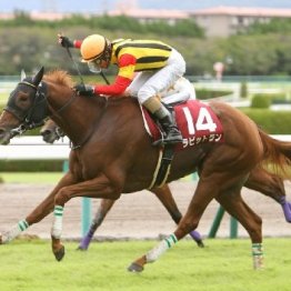 【ローズＳ】前走１勝クラス組を狙え