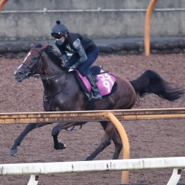 【ローズＳ】好感触しか伝わってこないタガノアビー、パラディレーヌの千田厩舎の強力な２本矢
