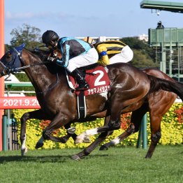 【セントライト記念】データ作戦　内枠の馬に要注意