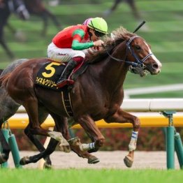 【市川の土曜競馬コラム・チャレンジＣ】