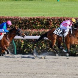【新居の土曜競馬コラム・初風Ｓ】
