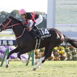 【大谷の土曜競馬コラム・チャレンジＣ】