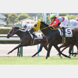 小倉の前走を快勝