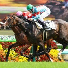 【新居の日曜競馬コラム・御宿特別】