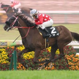 【木津の日曜競馬コラム・御宿特別】
