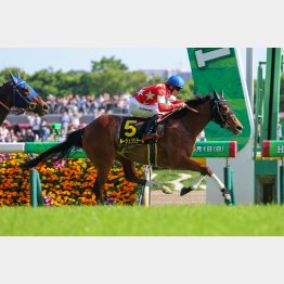 スイートピーSを勝って余裕のローテ