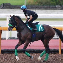 ジャスティンルマン　牡・杉山晴紀厩舎