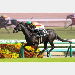 中山二千二百は2戦2勝