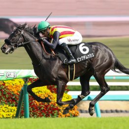 【亀井の月曜競馬コラム・セントライト記念】