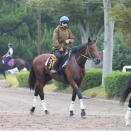 春より洗練された馬体に成長