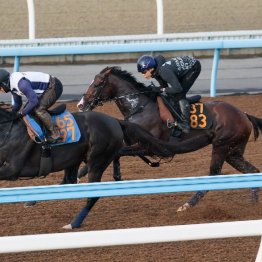 【木津の月曜競馬コラム・セントライト記念】