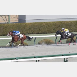 勝羽はデビュー戦完勝のラフォン推し