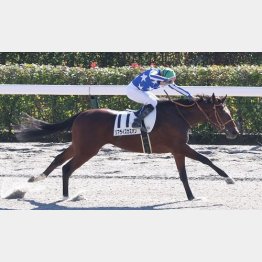 デビュー戦は４馬身差Ｖ