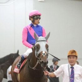 【神戸新聞杯】ダービー③着ショウヘイの走りは