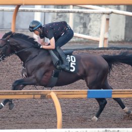 【神戸新聞杯】「走りがハマるようになってきた」ジョイボーイが菊を目指す