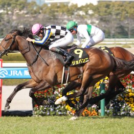 【神戸新聞杯】２歳ＧⅠ②着ジョバンニ、リフレッシュ効果で躍進の秋だ