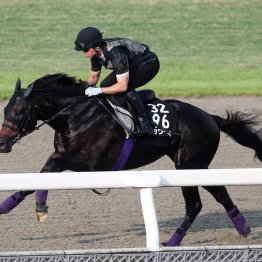 【神戸新聞杯】ショウヘイ仕上がった