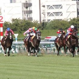 【神戸新聞杯】人気サイドからヒモ荒れでビッグ馬券を狙え