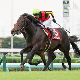 先週、重賞で１番人気が２勝　ようやく勝利数が２番人気に追いついた