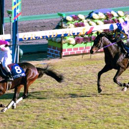 【オールカマー】ＪＲＡ史上初　平地重賞きょうだいワン・ツーは実現するか