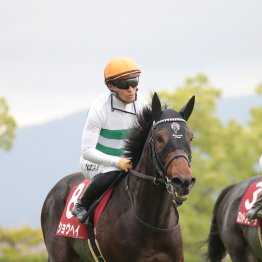 【神戸新聞杯】有力、伏兵２頭出し　またまた友道厩舎だ