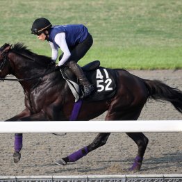 【神戸新聞杯】有力、伏兵２頭出し　またまた友道厩舎だ