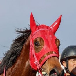 【木津の土曜競馬コラム・中山12Ｒ】