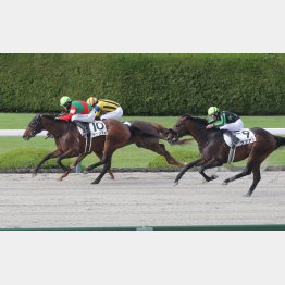 藤岡は前走勝ちの3歳牝馬アンズアメを推奨