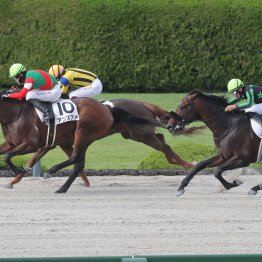【レスキュー隊の日曜競馬コラム・阪神12Ｒ】