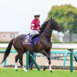 【神戸新聞杯】エリキング　ダービー上位組も、不気味な馬