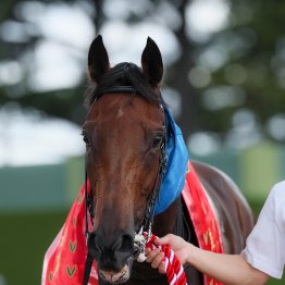 神戸新聞杯で完勝のエリキングより、血統的に本番の菊花賞で狙いたいのは