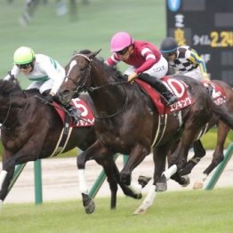 【神戸新聞杯】エリキング、ショウヘイでダービー組が上位独占