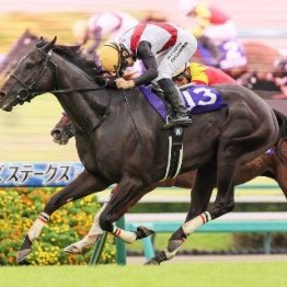 【スプリンターズＳ】国際レベルに進化したサトノレーヴ春秋制覇なるか