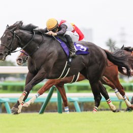 【スプリンターズＳ】データ作戦　穴馬２つのパターン