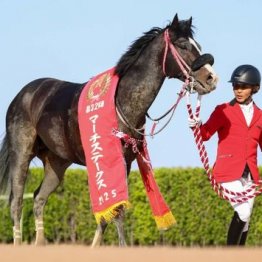 【市川の土曜競馬コラム・シリウスＳ】