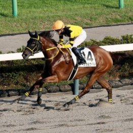 【飯島の土曜競馬コラム・中山12Ｒ】