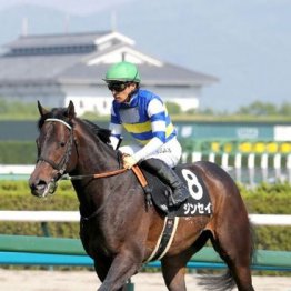 【大谷の土曜競馬コラム・シリウスＳ】