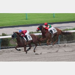 前走は完勝