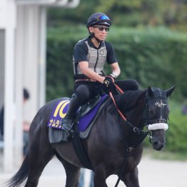 【スプリンターズＳ】出走全馬の特選情報